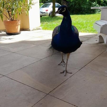 Schloss Tressow Bobitz Exterior foto